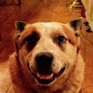 Meet your Posher, Janet